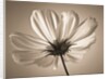 Cosmos flower by Assaf Frank